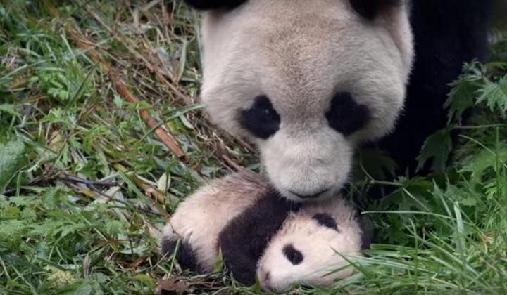 Osos pandas - Foto:www.maloka.org