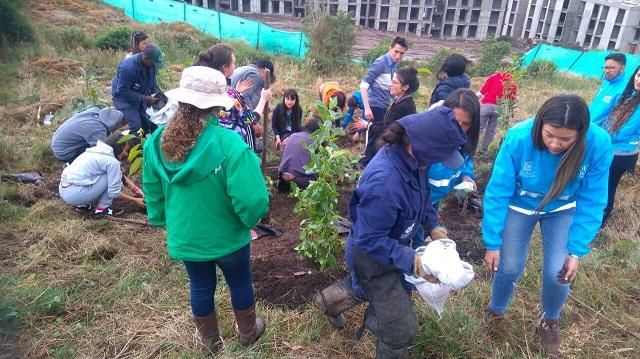 Ambiente y voluntarios han plantado árboles en los Cerros. Foto: Secretaría de Ambiente.