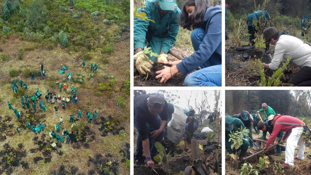 Funcionarios de la Alcaldía trabajando en la restauración del bosque altoandino en el sector de ‘La Cascada’ 
