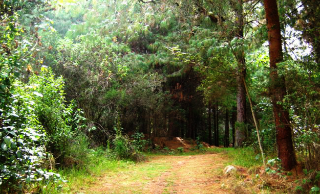 Caminata hacia el sendero Cerro La Aguadora