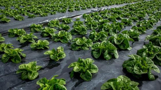 Foto de un cultivo de legumbres en una de las zonas rurales de Bogotá.