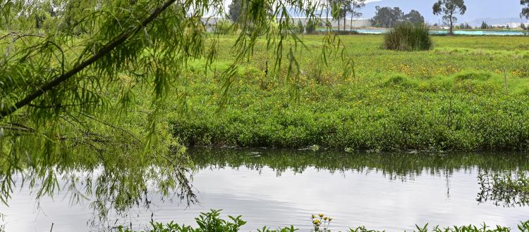 Humedal