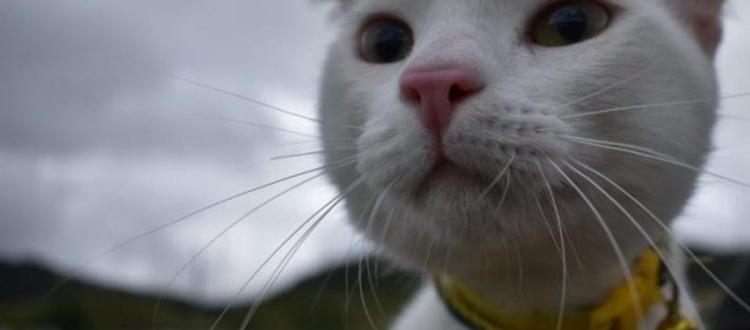 Cupos para jornada de esterilización animal gratuita en Bogotá 