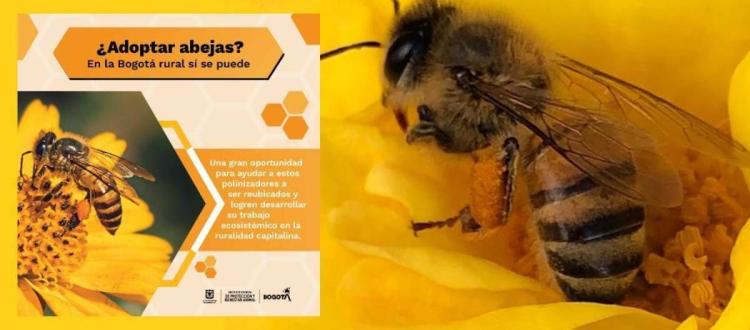 Abejas