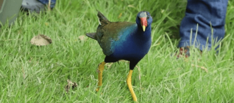 Tingua azul Foto: Secretaría de Ambiente