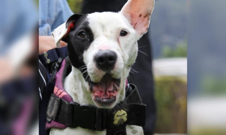 Esterilización gratuita de mascotas en Bogotá 2 al 6 de diciembre 2024