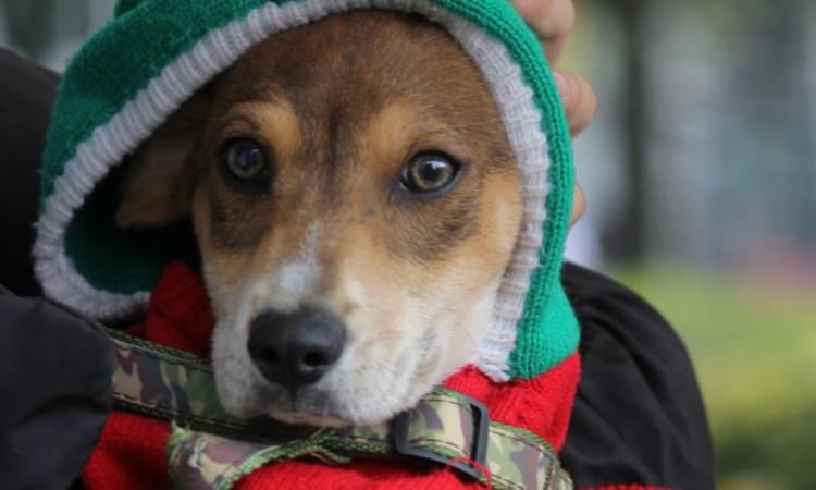 Recuerda que los cupos de esterilización ofrecidos por el IDPYBA son gratuitos y