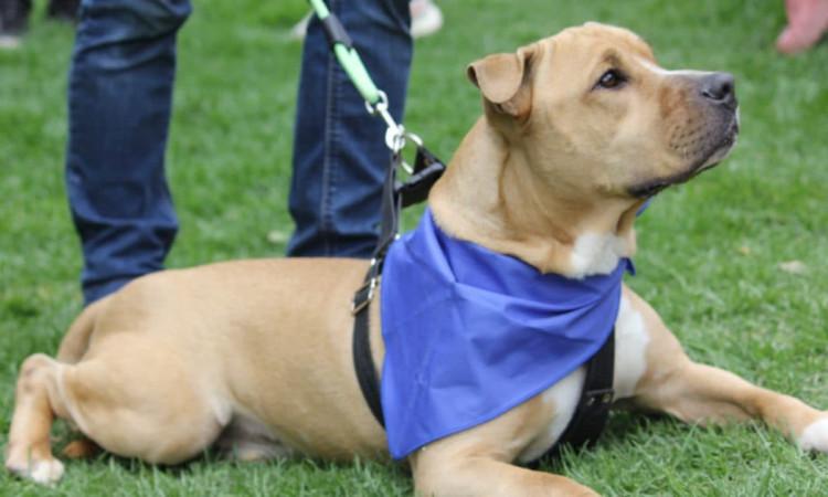 Navidad en Bogotá 2024: los animales no son un regalo campaña Distrito