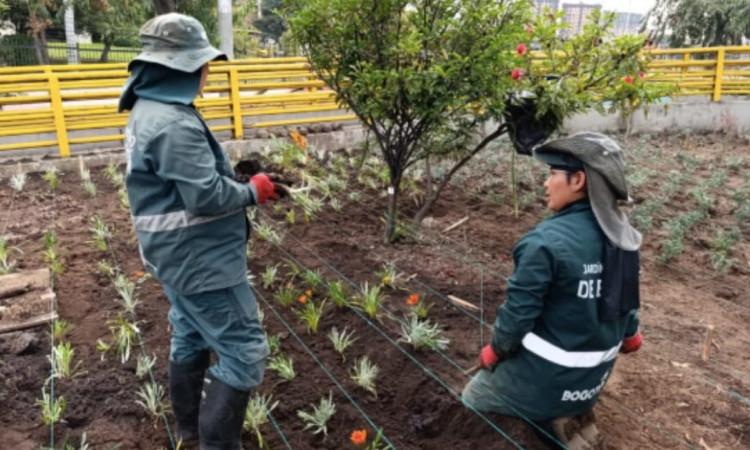 Foto de las labores de revonación de las materas de la avenida NQS con calle 26 en Bogotá