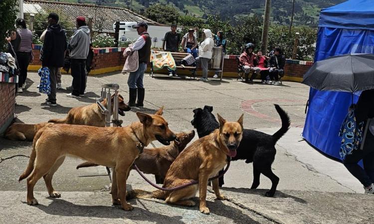 Foto de varios perros reunidos