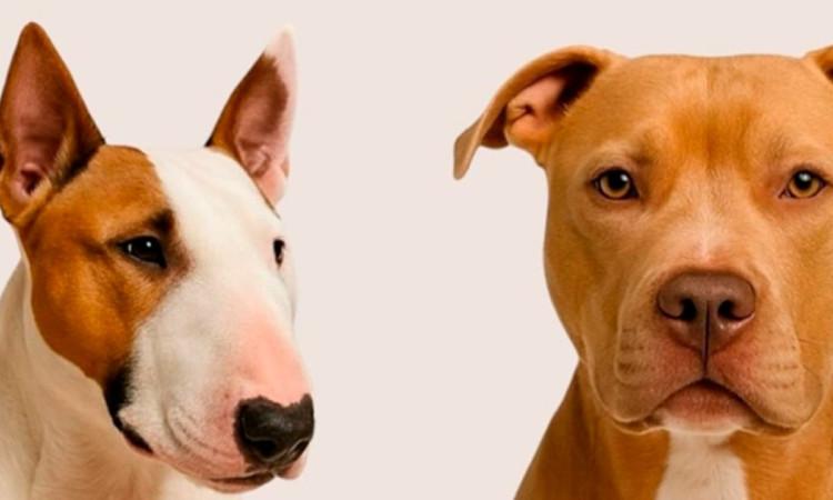 En la foto dos perros de raza especial 