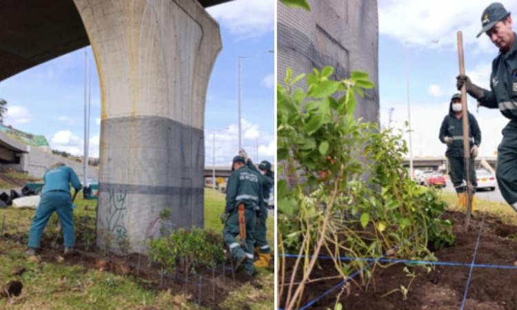 Fotos de los 11 nuevos jardines bajo puentes calle 127 con avenida Boyacá en Bogotá