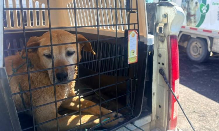 115 casos reportados animales afectados durante noche Navidad 2025 en Bogotá