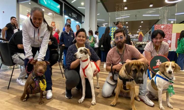 Cuatro perros adoptados 