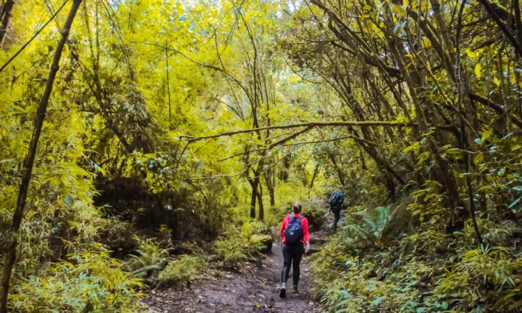 Foto de un sendero ecológico de Bogotá