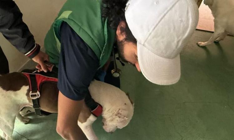Foto del operativo de rescate de dos perros víctimas de abuso sexual en barrio Puerto Rico.