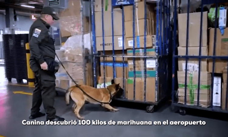 Imagen de la canina olfateando las cajas que contenían la marihuana