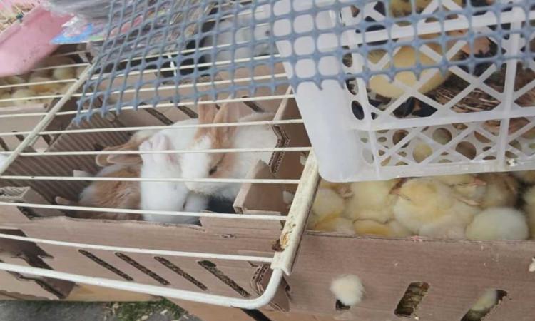 Foto de animales rescatados en Bogotá