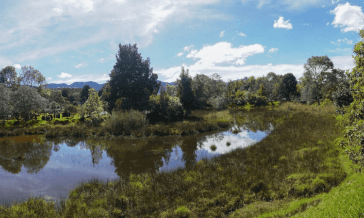 Imagen de humedal en Bogotá