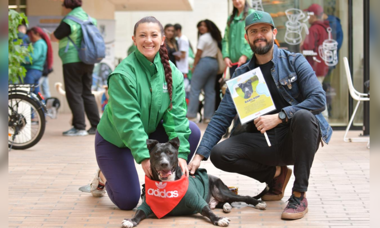 Imagen de un perro disfrutando de una salida 