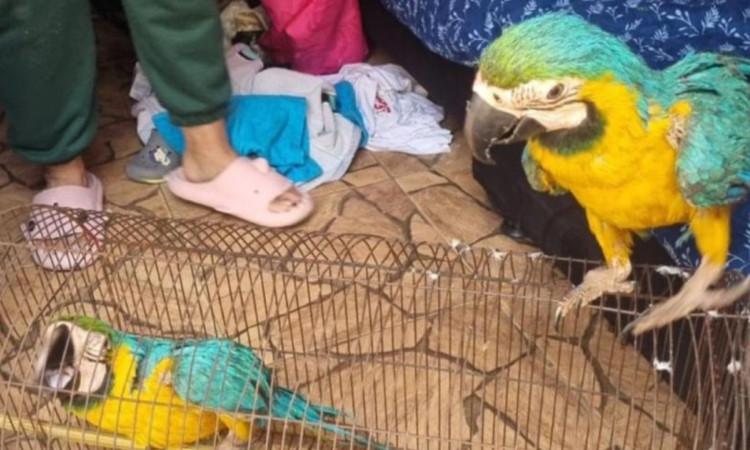 Imagen de animales silvestres víctimas de tráfico ilegal.