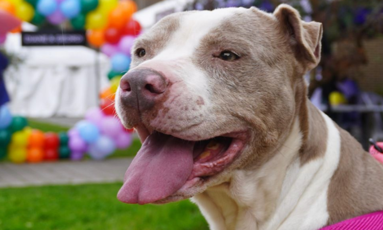 Imagen de la cara de un perro