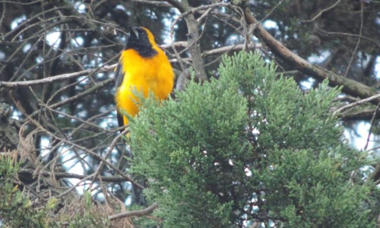 Foto de un ave en Bogotá