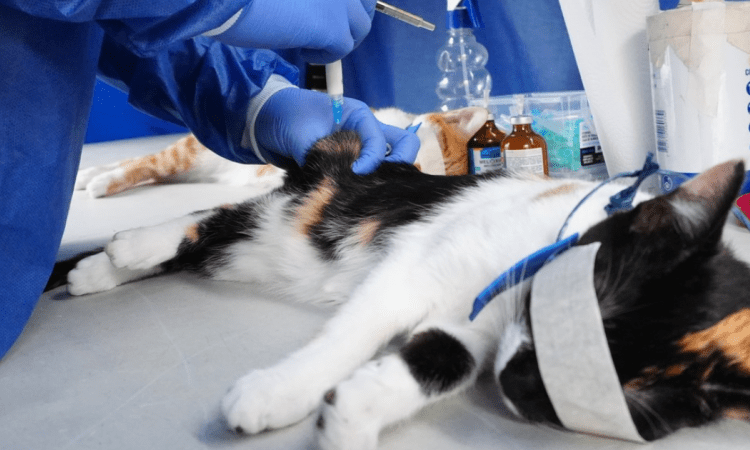 Imagen de esterilización de gato