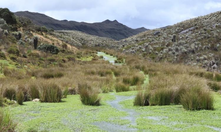 Foto del Páramo de Sumapaz en el sur de Bogotá.