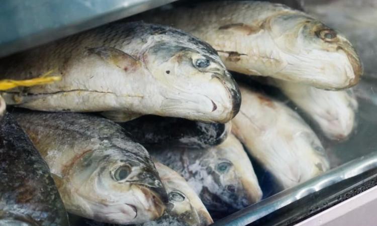 Foto de pescados en una de las Plazas Distritales de Mercado de Bogotá.