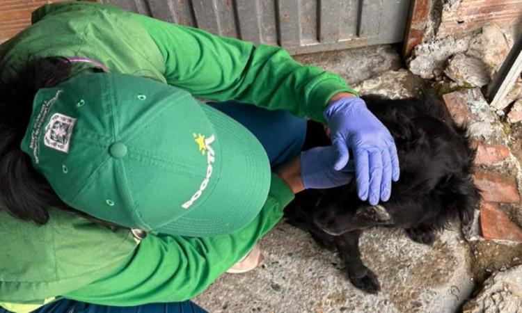 Persona atendiendo a perro