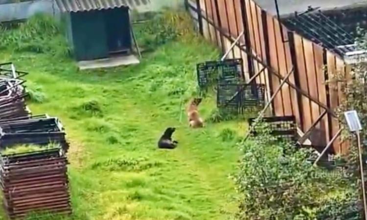 perros rescatados en localidad de Tunjuelito en Bogotá