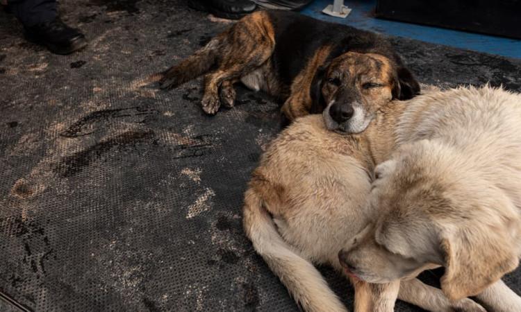 perros durmiendo en el piso