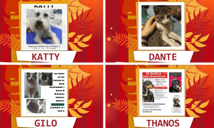 Imagen de perros y gatos perdidos