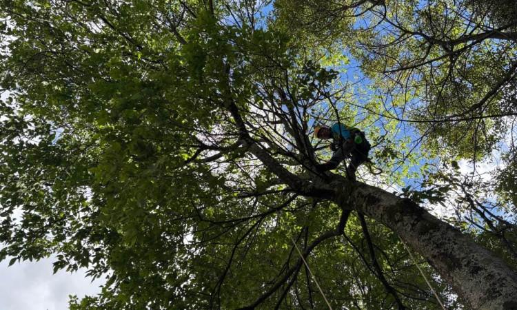 Foto de una persona en un árbol