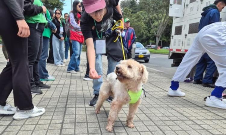 Un perro en una calle de la ciudad 