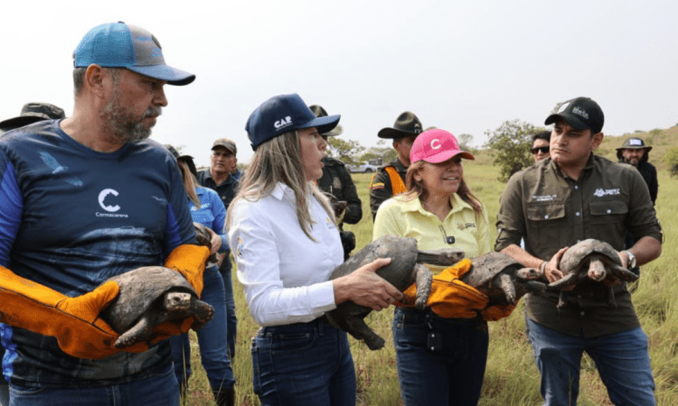 Imagen de las personas liberando unas tortugas