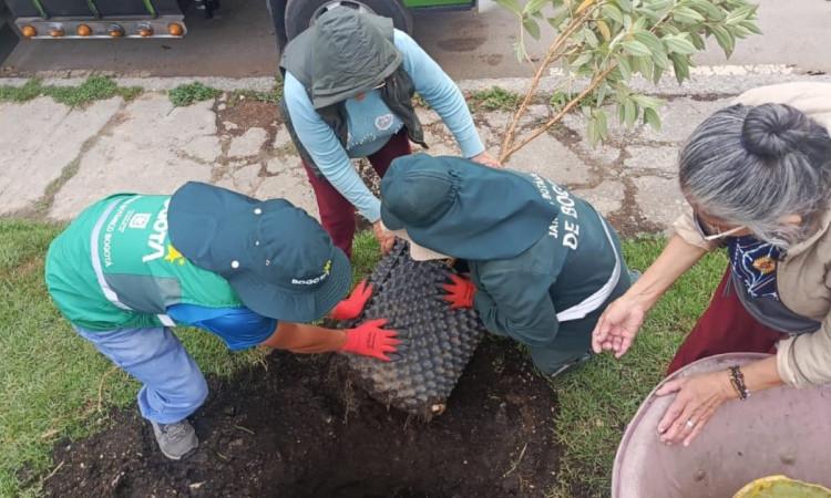 Personas sembrando árbol