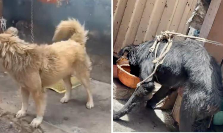 Foto de los perros rescatados en la localidad de Rafael Uribe Uribe.