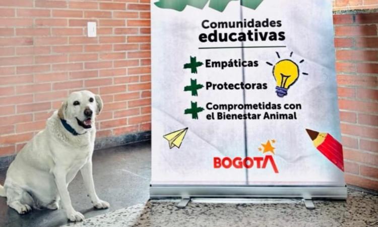 Foto de un perro participante en estrategia Animales al Tablero.