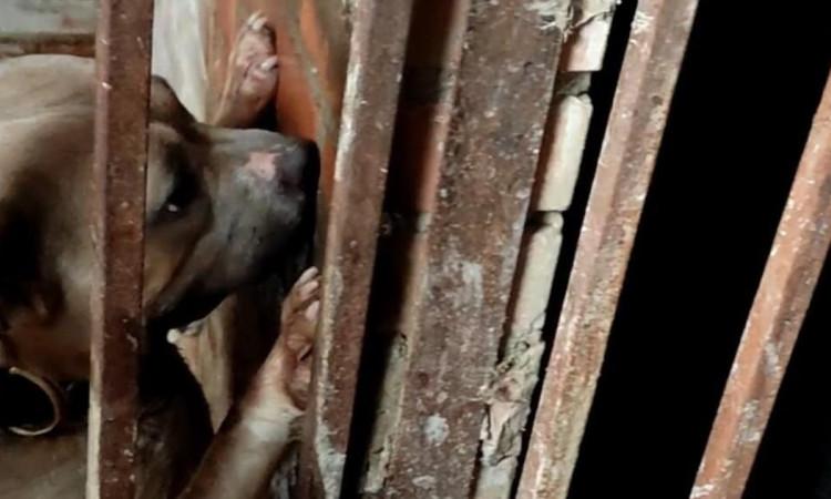 Perro rescatado en criadero de Ciudad Bolívar en el sur de Bogotá