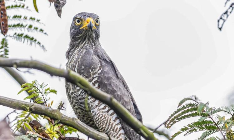 Foto de avistamiento de aves en Bogotá.