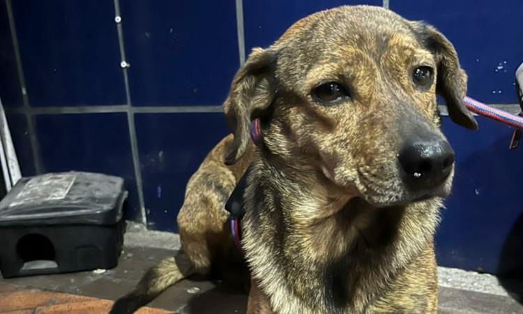 Perro reportado como perdido ante el IDPYBA