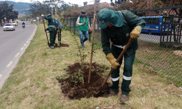 Plantaciones de árboles en Ciudad Bolívar