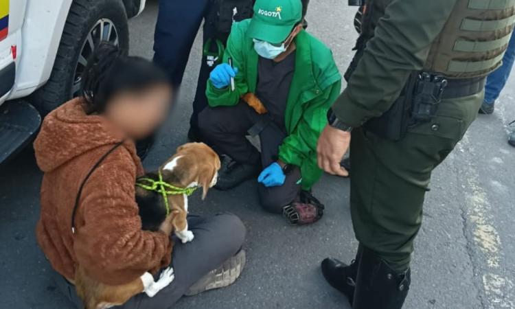 Foto de perra beagle rescatada en Bosa.