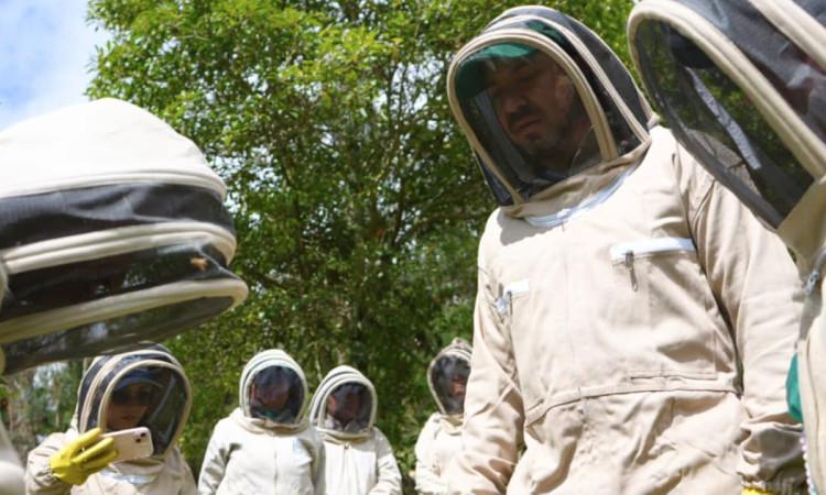 Clínica de abejas en Bogotá