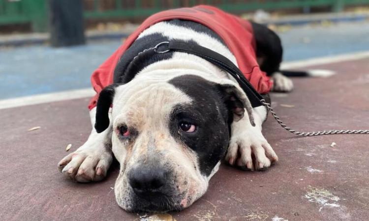 Imagen de un perro pitbull en un parque de Bogotá