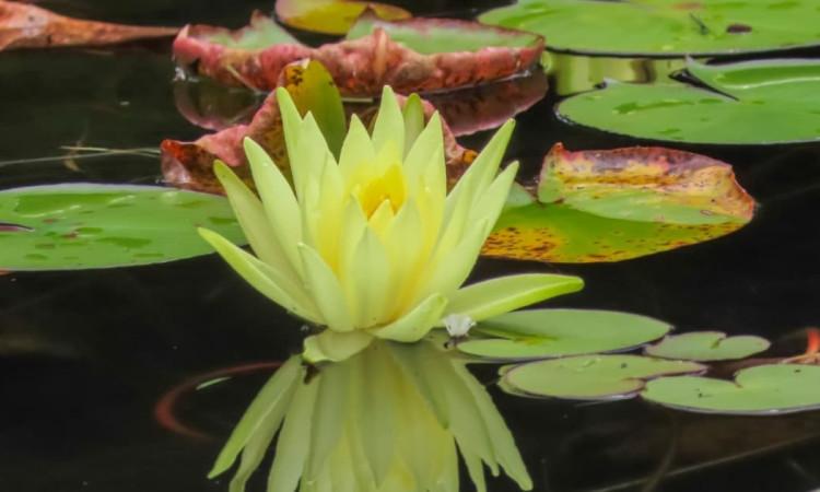 Foto de una planta acuática del Jardín Botánico de Bogotá.
