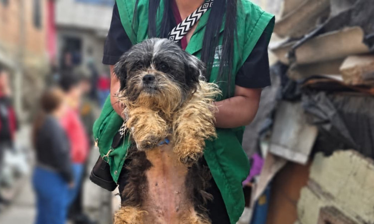 Perro rescatado en Bogotá sostenido por rescatista en localidad donde se realizaron operativos de control contra el maltrato animal