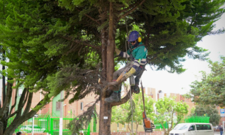 Imagen que muestra una persona podando un árbol 